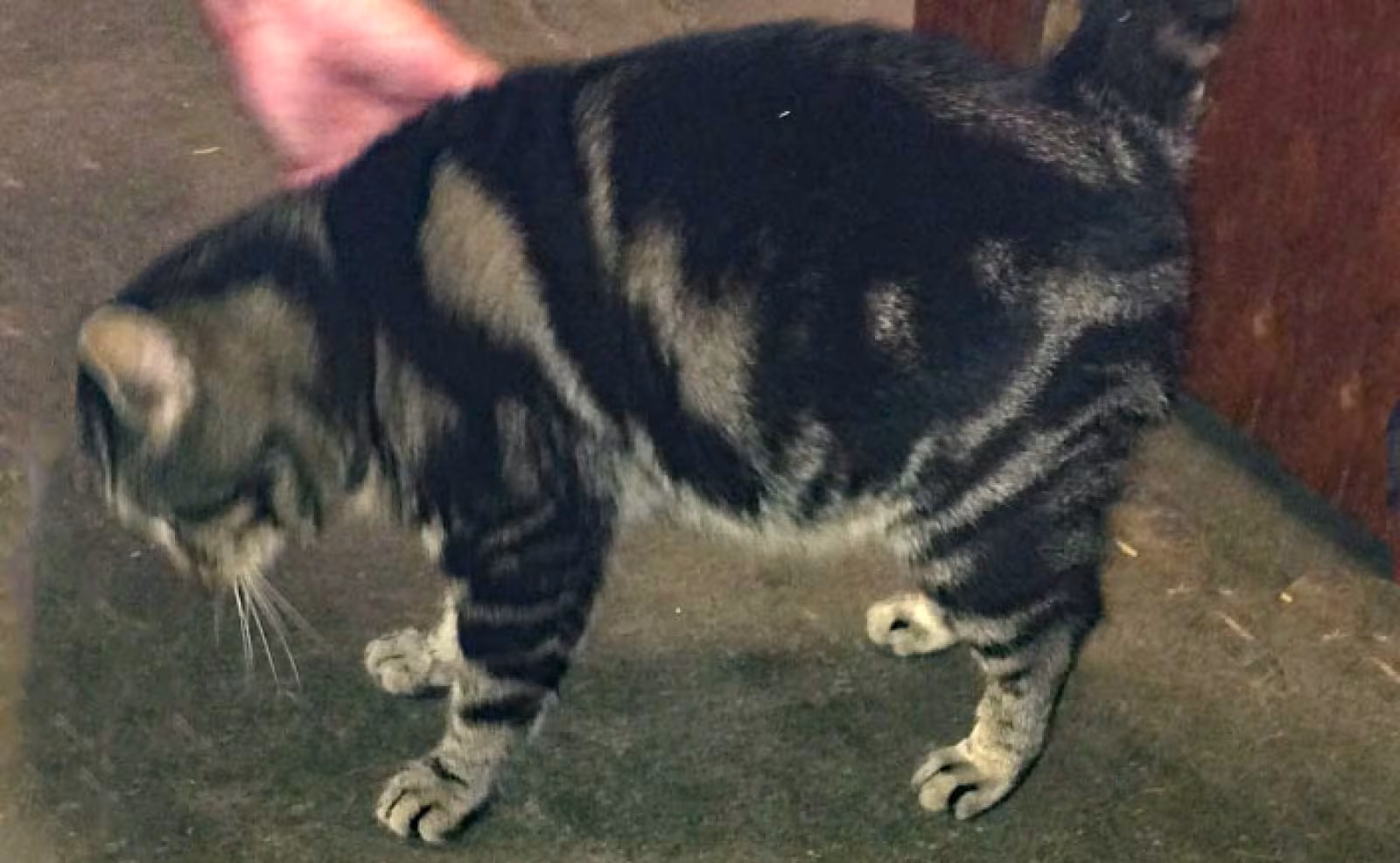 Kender du katten?