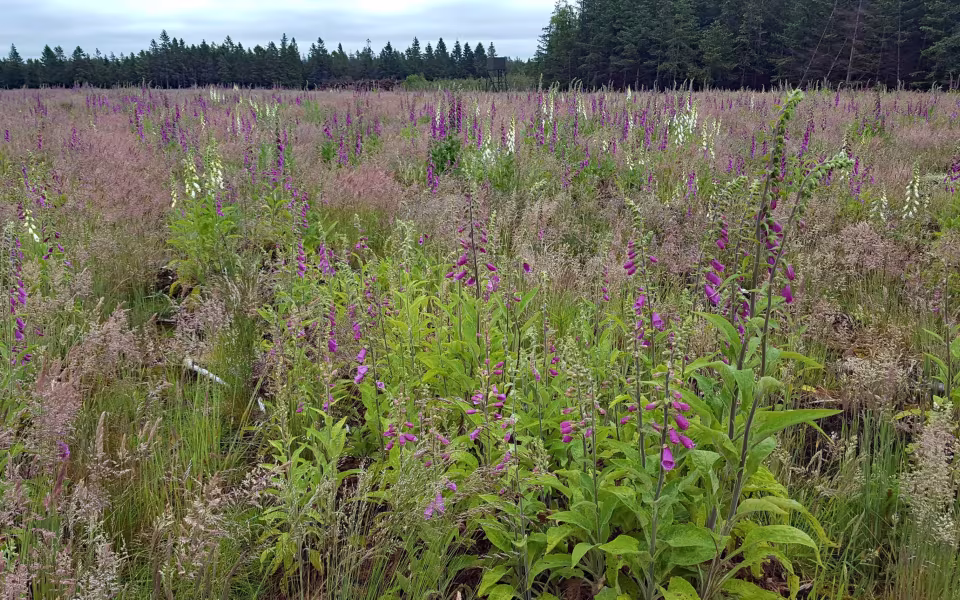 Digitalis står tæt i en rydning i Elbæk Plantage