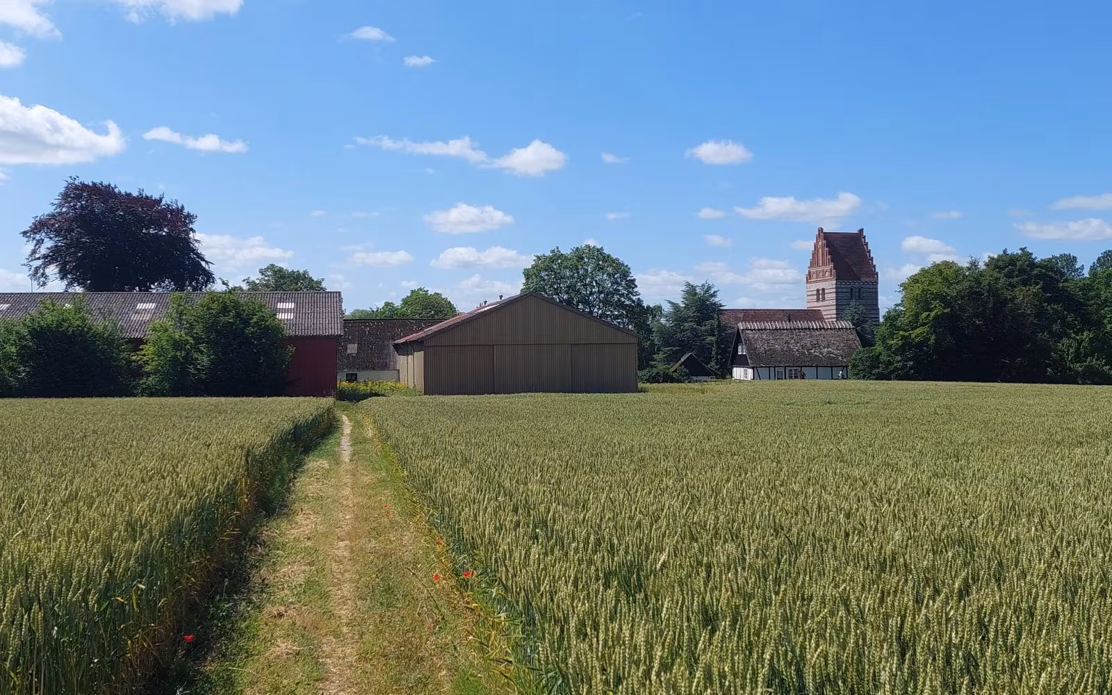 Skovstien til Roholte