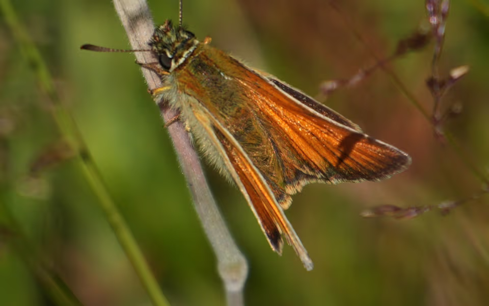 Bredpande