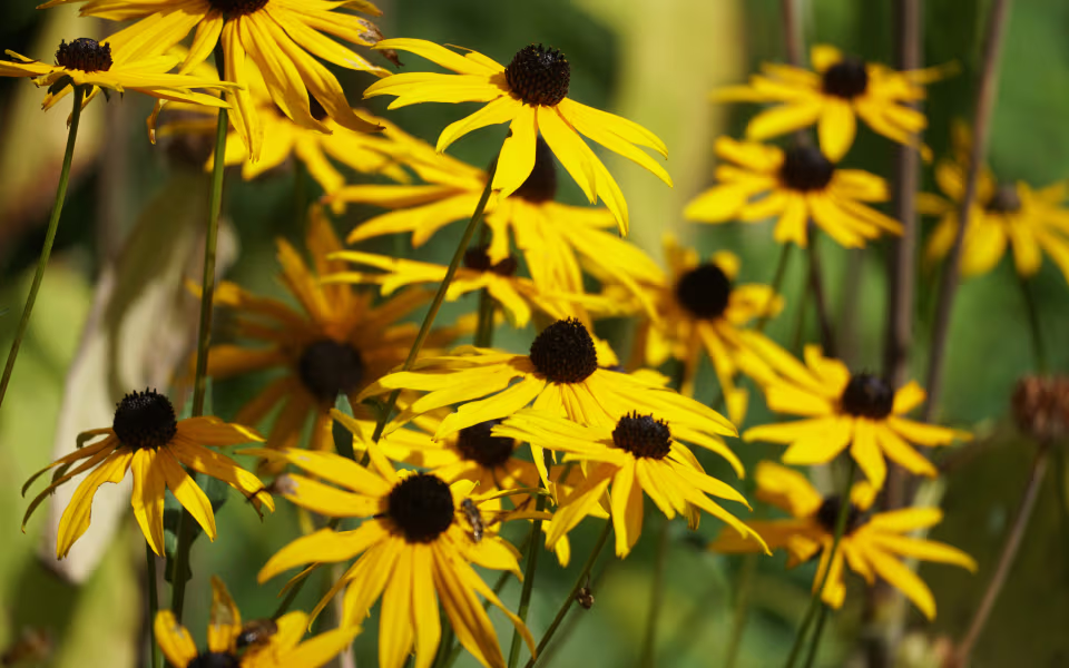 Gule solhatte blomstrer tæt i Tambours Have