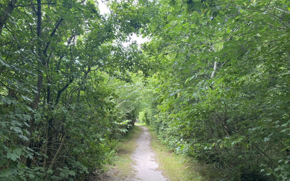 Blå Egernsti