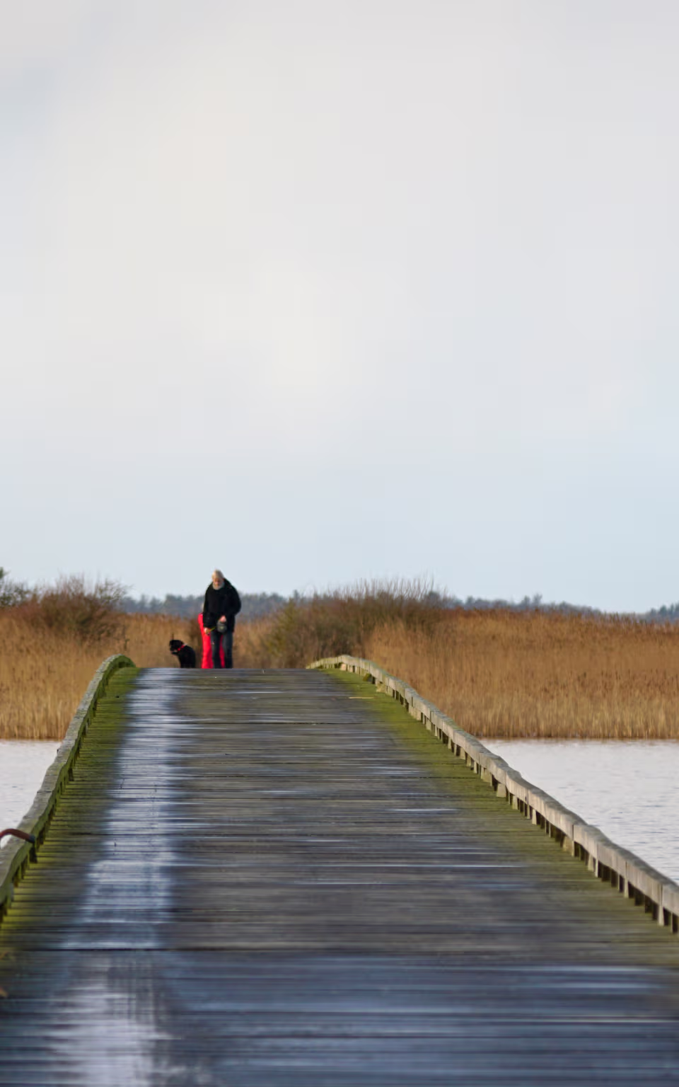 Træbro ved Hindø i Stadil Fjord med person og hund blandt siv