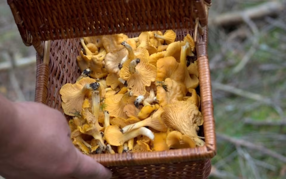 Svampetur i Varde Søndre Plantage