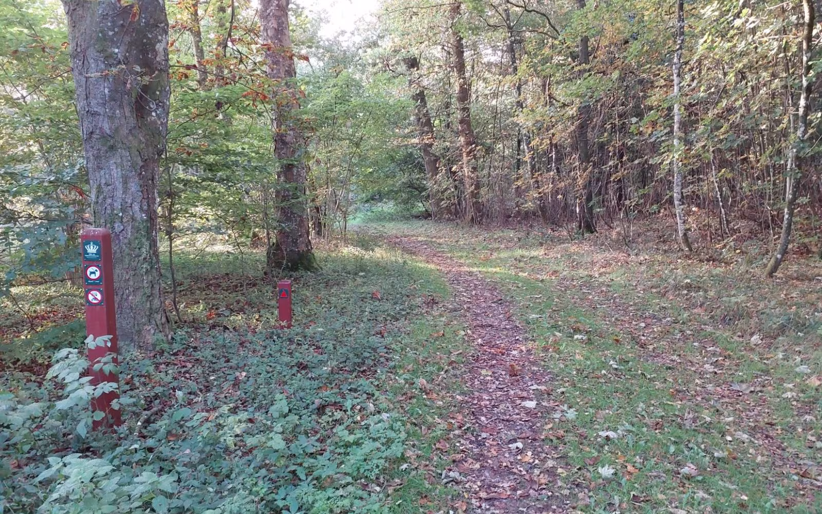 Rød rute i Engelsholm Skov - Vesterskoven