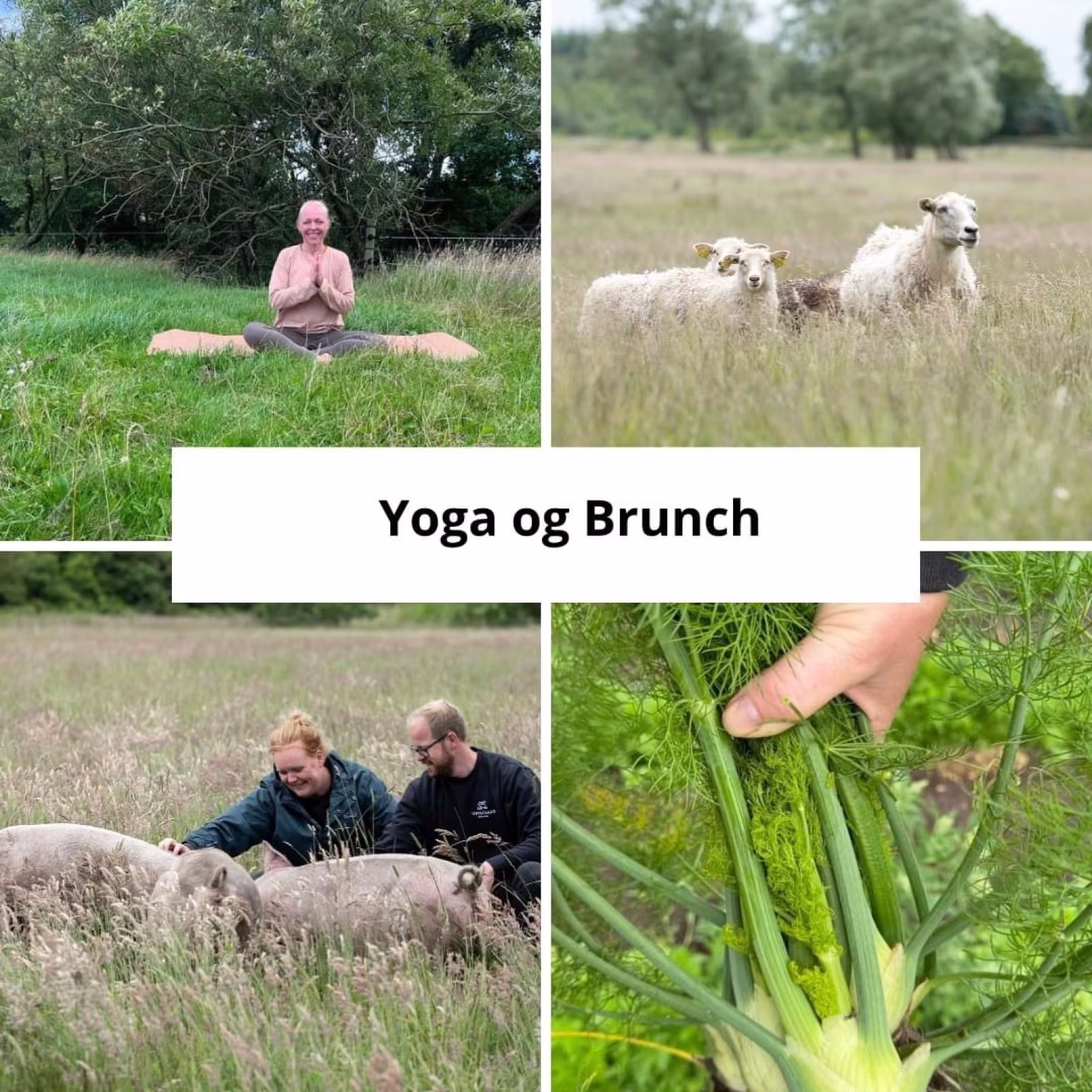 Yoga og brunch i Nørre Nebel