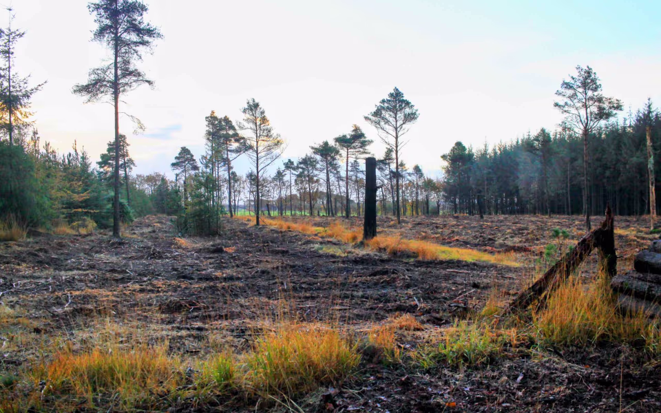Oplev roen i Orten Plantage