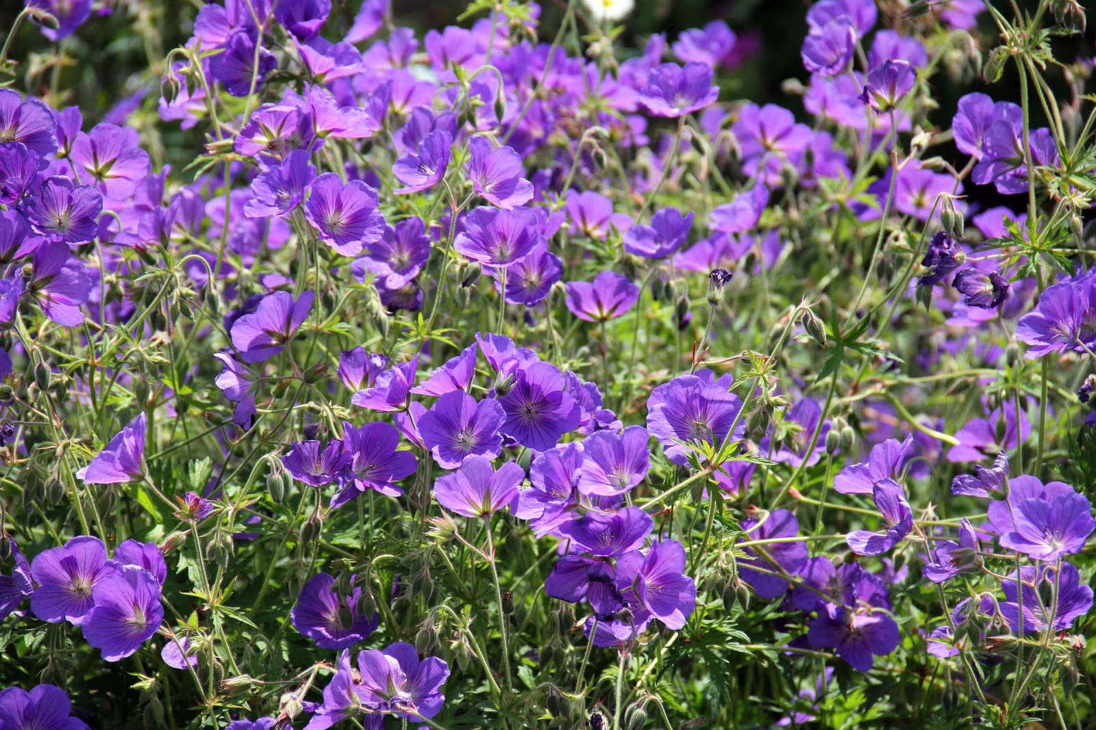 Stor tak til sponsorer af nye blomsterkasser