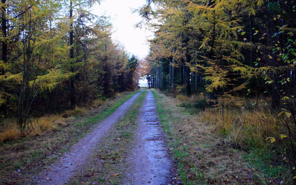 Oplev roen i Orten Plantage