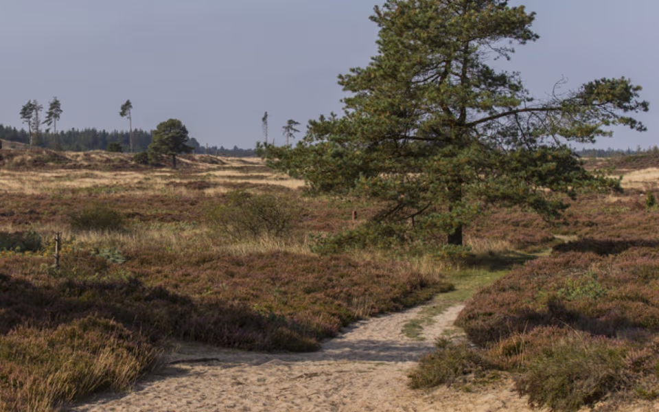 Fejsø Plantage