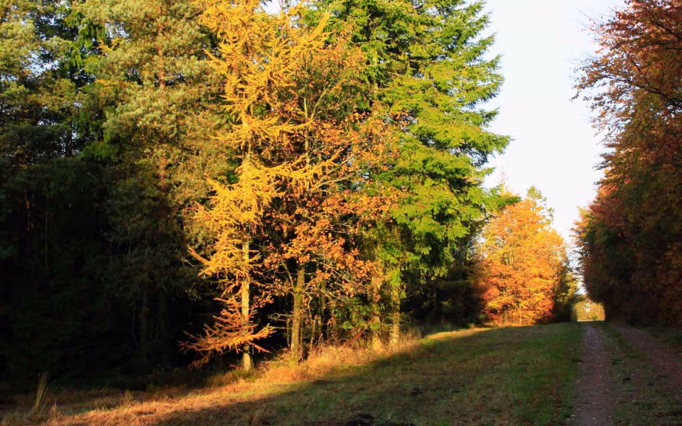 Oplev roen i Orten Plantage