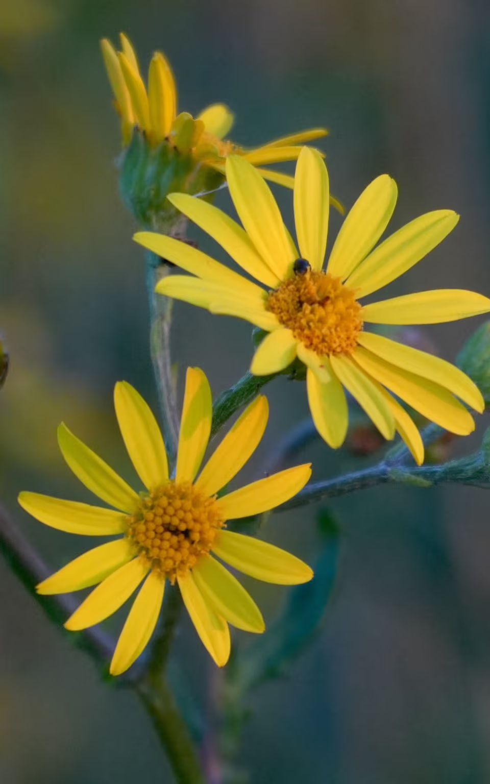 Gule vilde blomster med knopper i tæt nærbillede mod sløret grøn baggrund