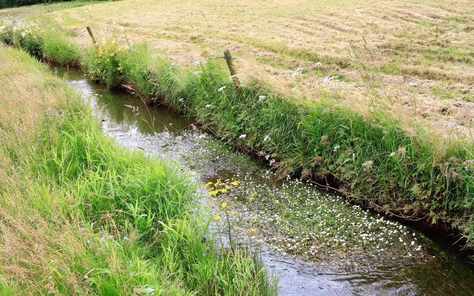 Hornes Vikingelund et paradis
