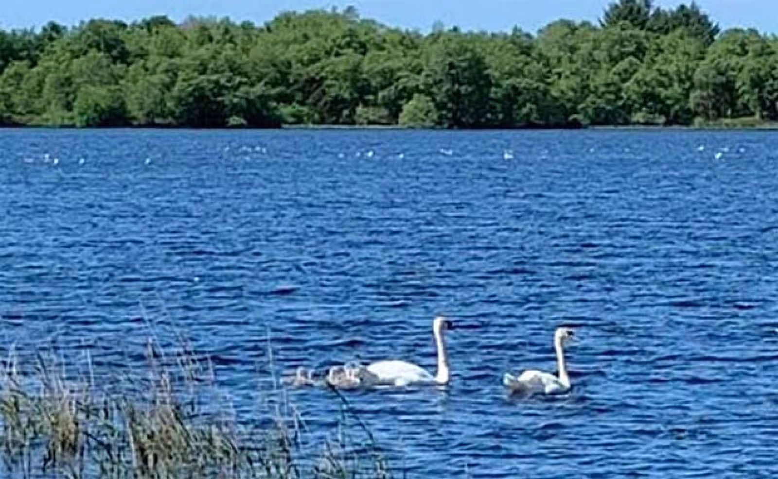 Svanefamilie på Kvie Sø