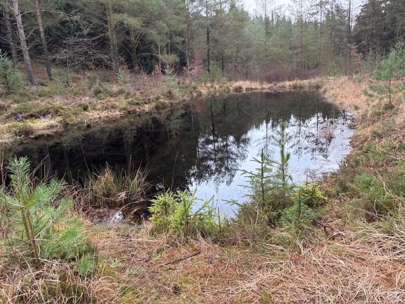 Tistrup tager på skovvandring tirsdag