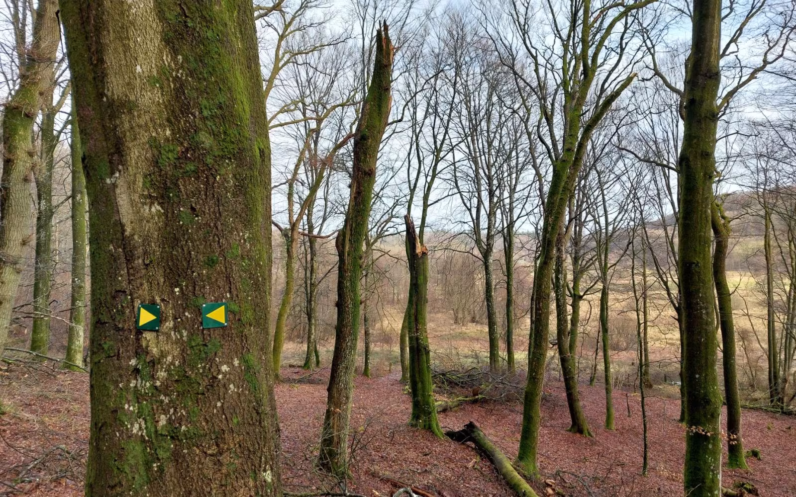 Sønderkær gul rute (Birkelund)