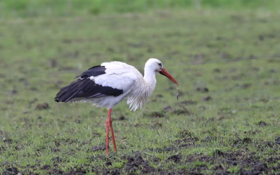 Storken besøger Outrup