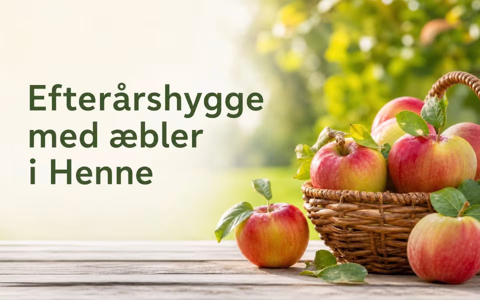 Efterårshygge med æbler i Henne