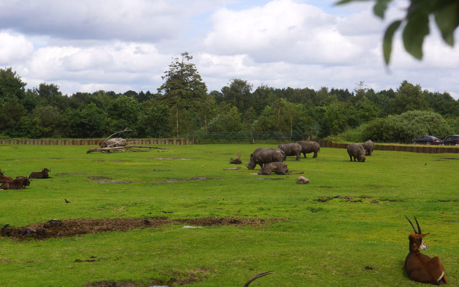 Næsehorn græsser på stor grøn savannefold i Givskud Zoo