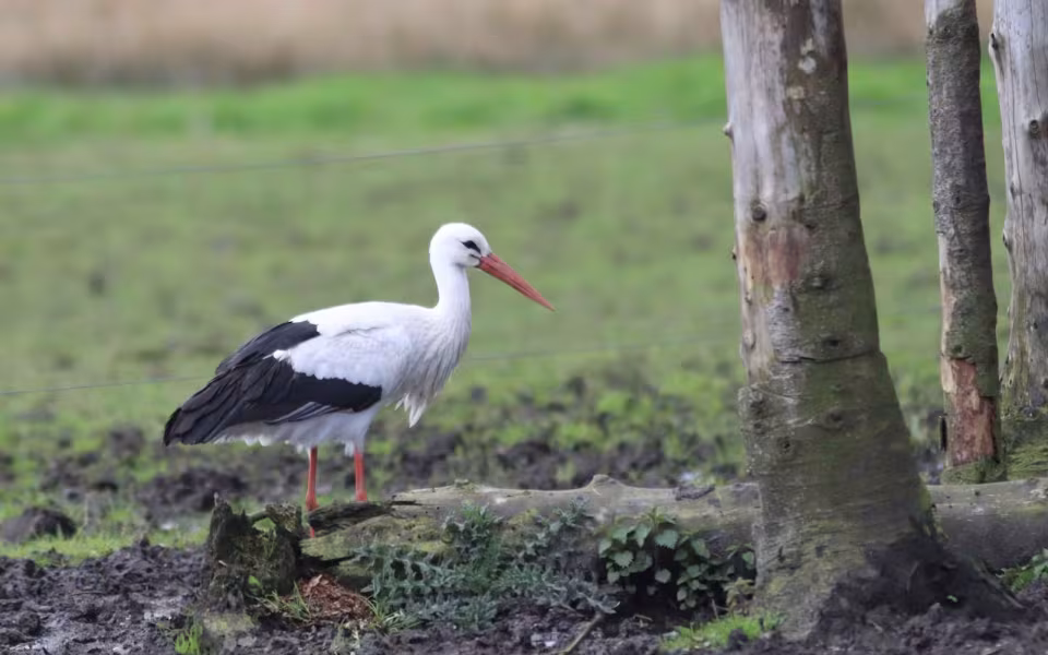 Storken besøger Outrup