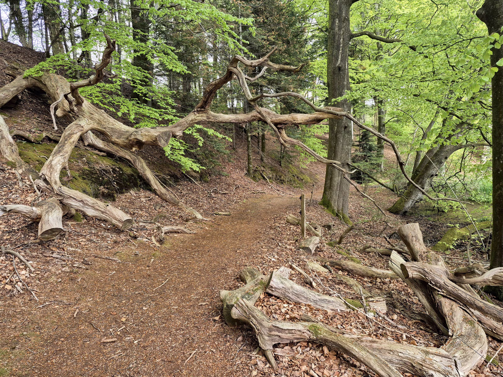 Langs Varde Å møder vandrere naturen på dens egne præmisser. Væltede træer er en del af livet i den urørte Nørholm Skov