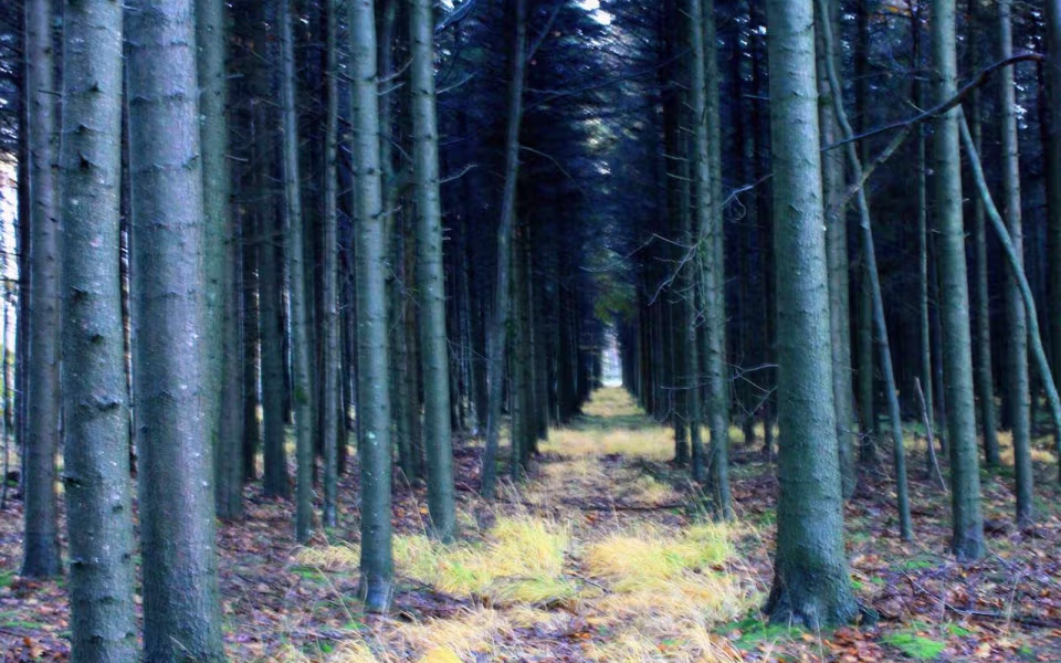 Oplev roen i Orten Plantage