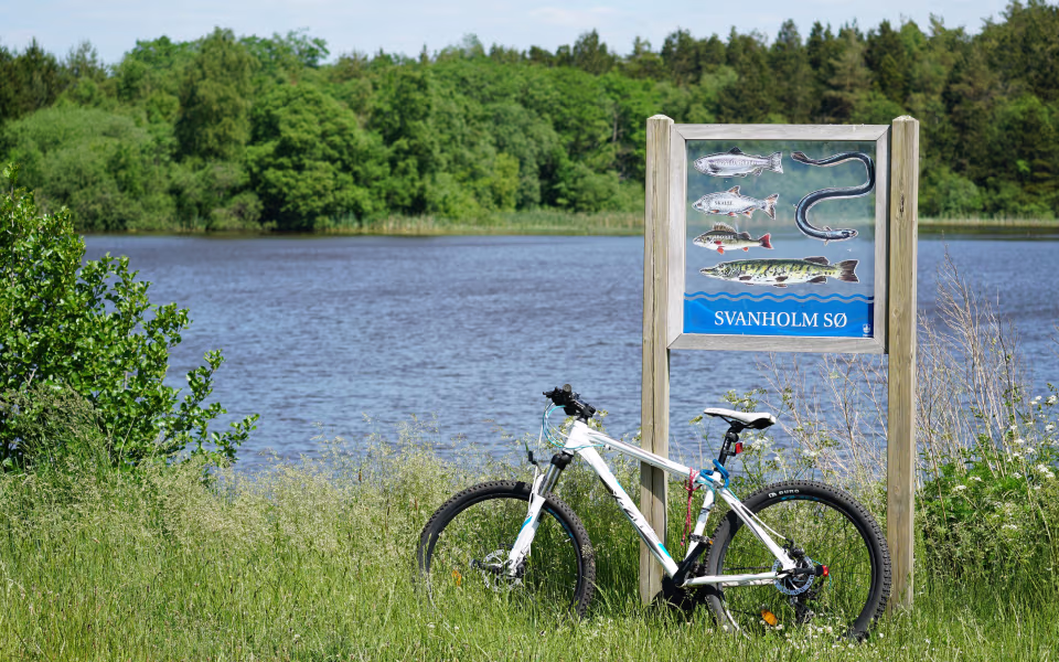 Fisketavle og cykel ved Svanholm Sø med grøn skov bag vandet