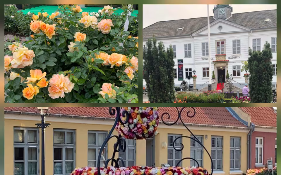Tur til Rosenfestivalen i Bogense Ældresagen Ølgod & Helle...