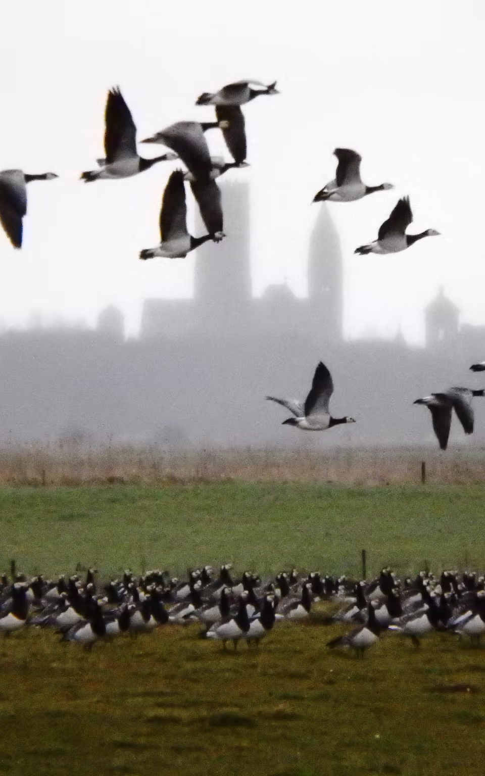Gæs flyver over stor flok på Mandø Ebbevej med Ribe Domkirke i baggrunden