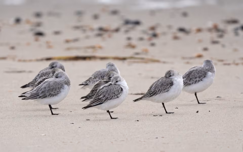 Nærbilledet af sandløberne. På ét ben med næbbet gemt i fjerene. Sandløberne tog mit selskab roligt, mens de hvilede på stranden.
