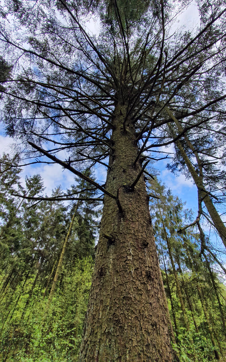 Stor granstamme og høje grene set nedefra i Ølgod Byskov