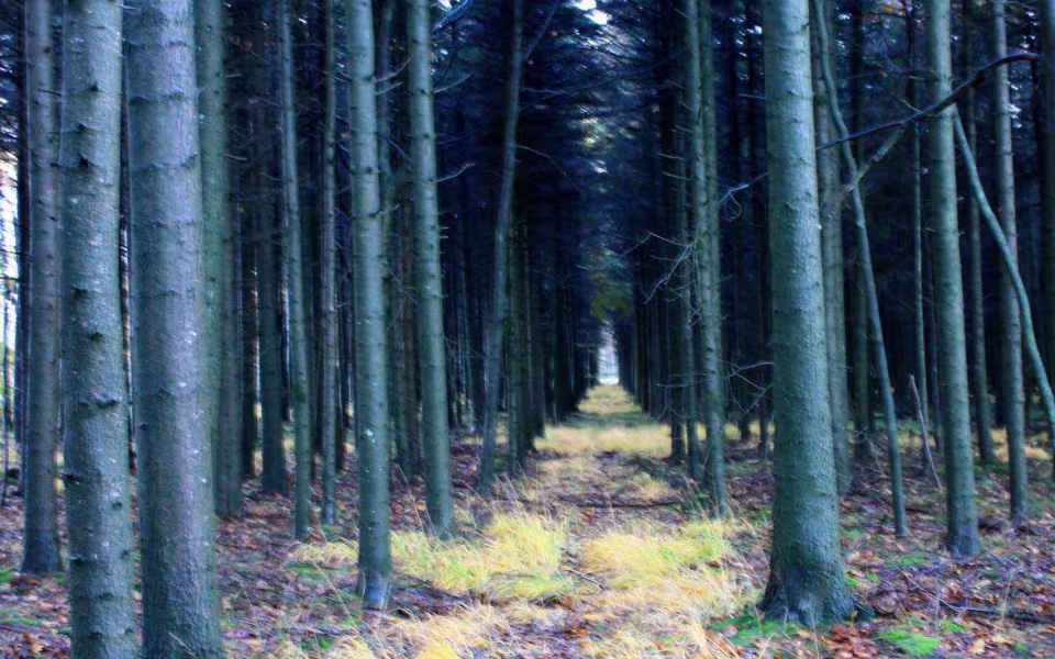 Oplev roen i Orten Plantage