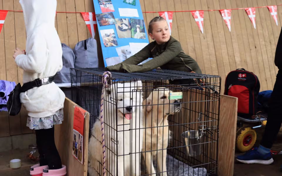 100 års fejring med 4H Børnedyrskue