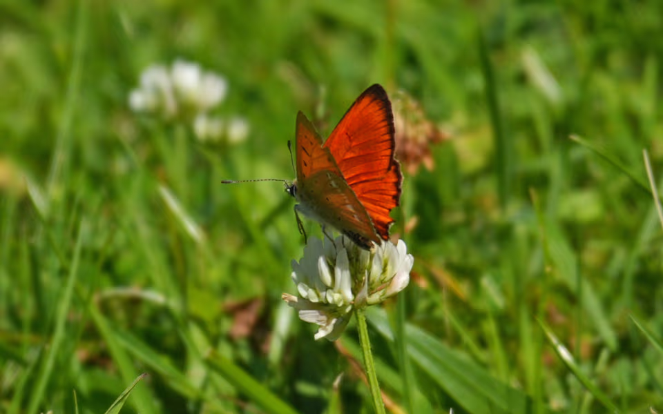 Dukatsommerfugl