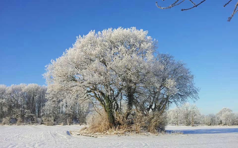 Frostbilleder