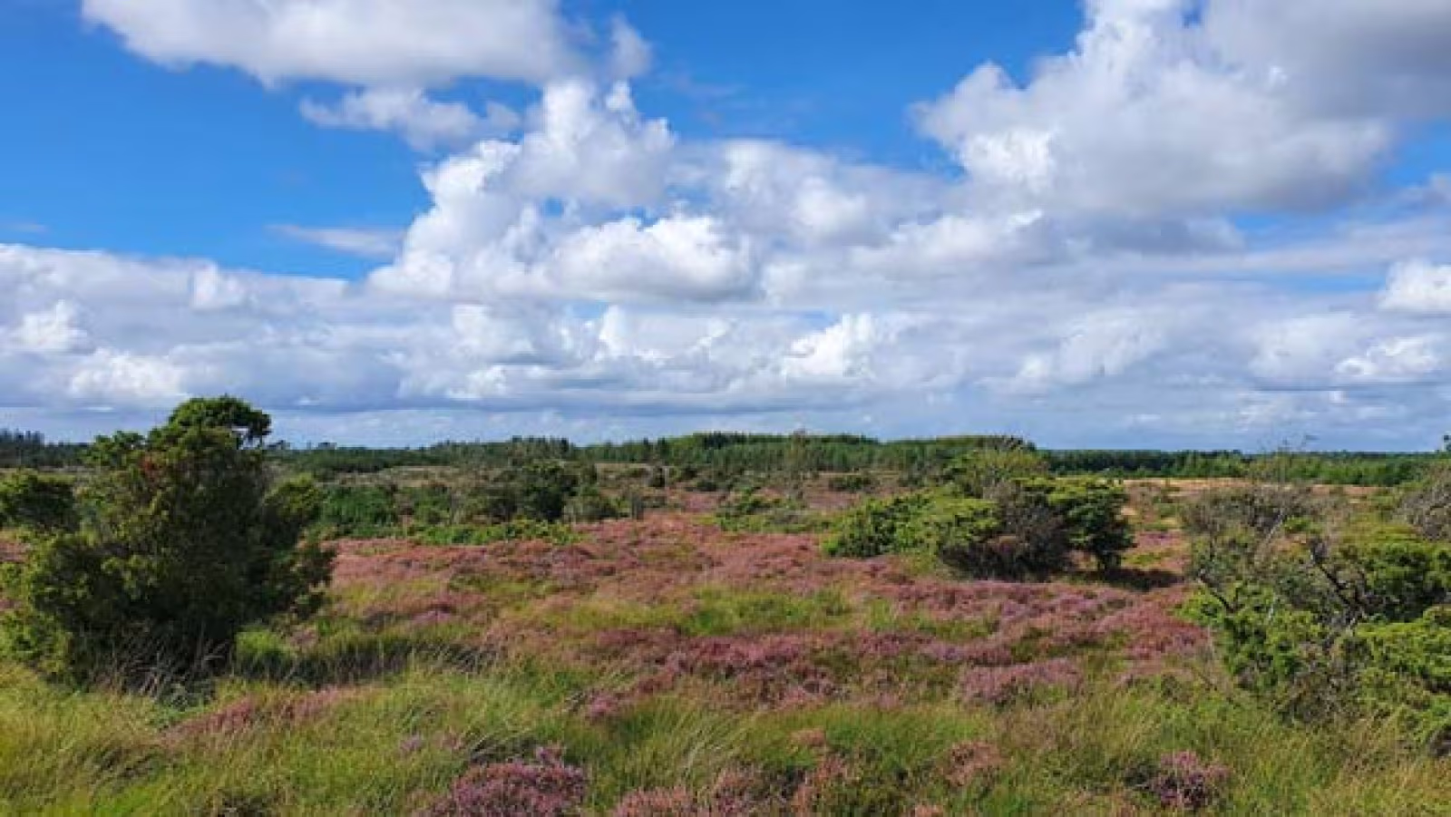 Mindehøjtidelighed på Haltrup Hede