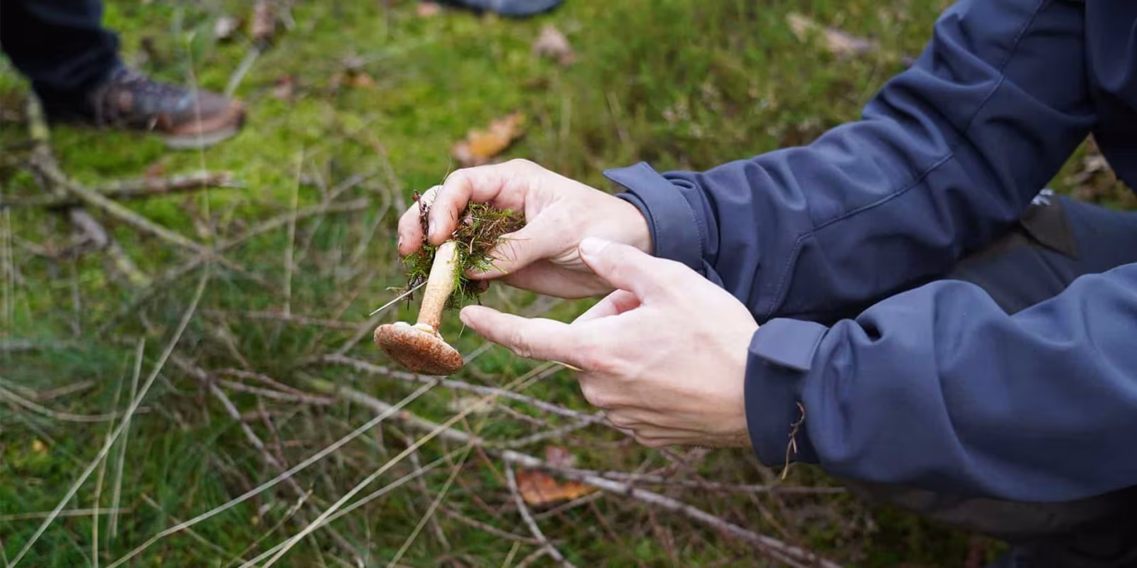 Svampetur for begynder – i Blåbjerg Klitplantage