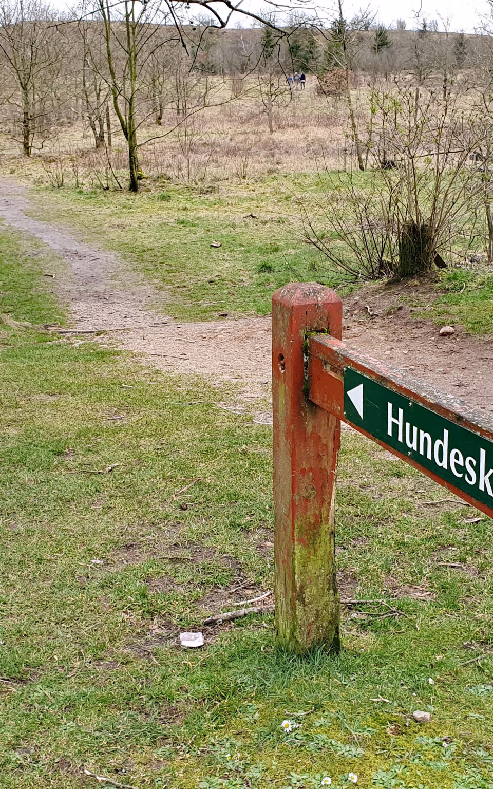 Sti ved Hundeskov med gående og hund mellem nøgne træer