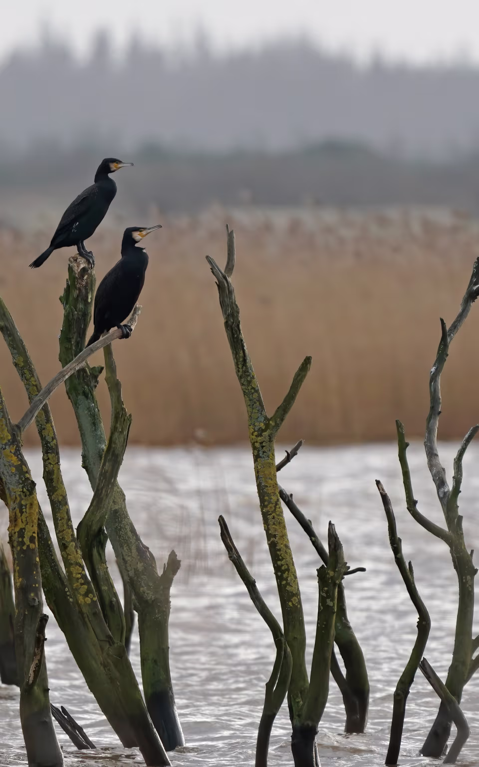 Skarver på døde grene i vandet ved Kirkebyvadtårnet
