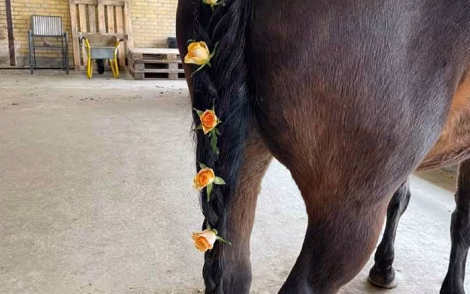 Ponyhygge i Rideklubben Ansager