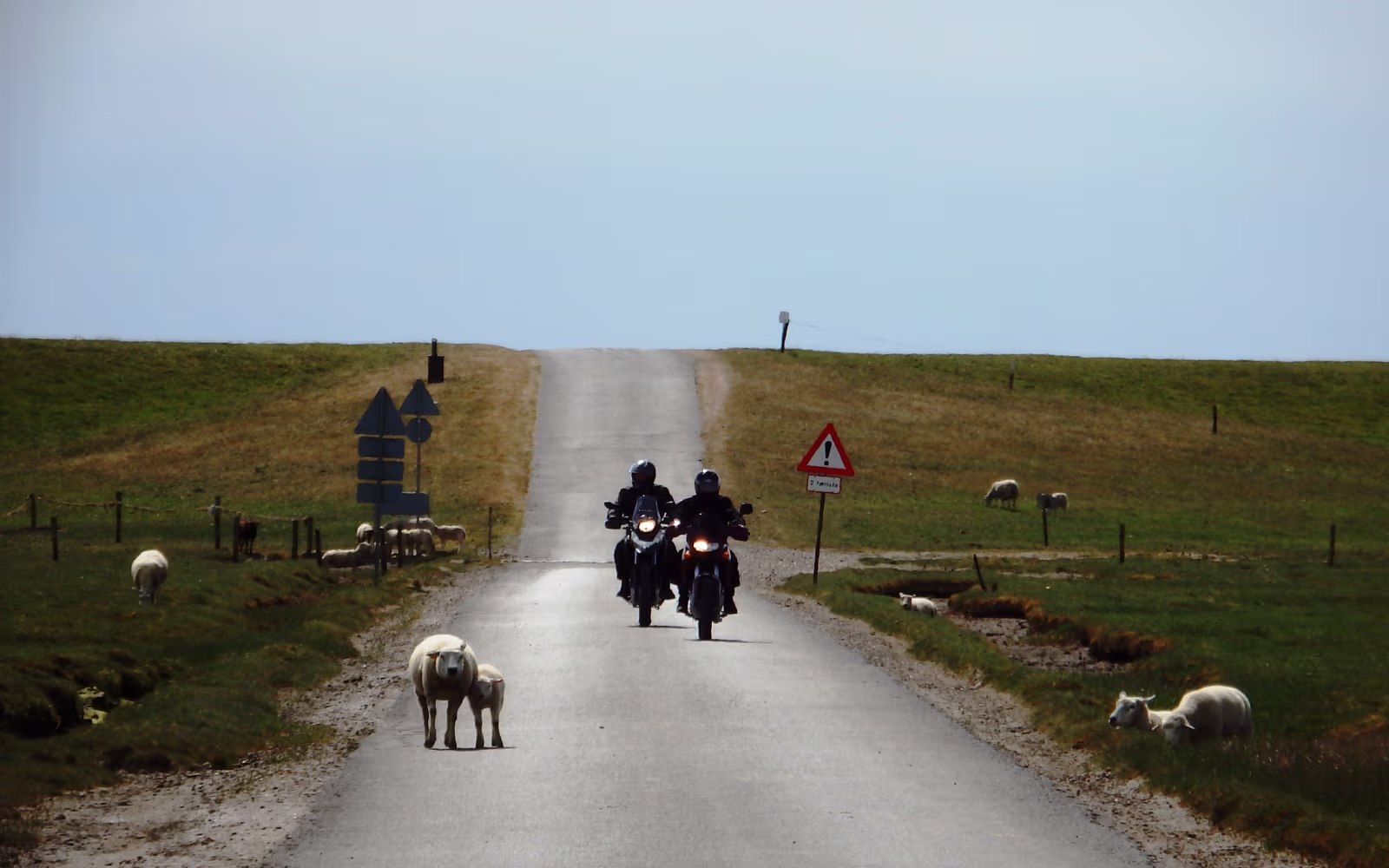 Vej på Mandø med motorcyklister mellem græssende får