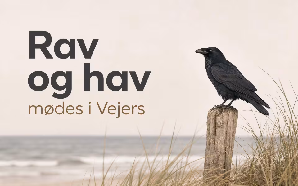 Rav og hav mødes i Vejers