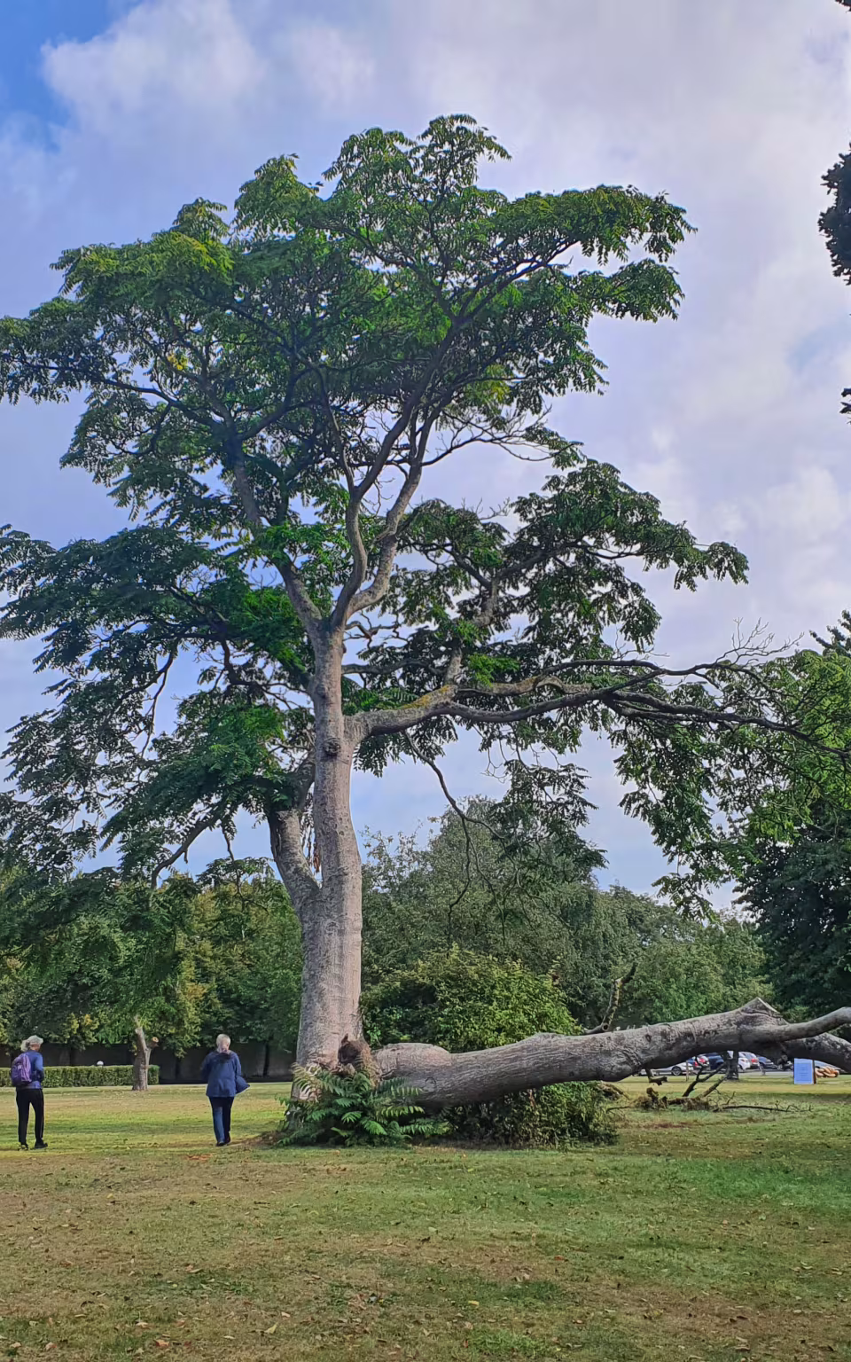 Væltet træ og besøgende i parken ved Augustenborg Slot