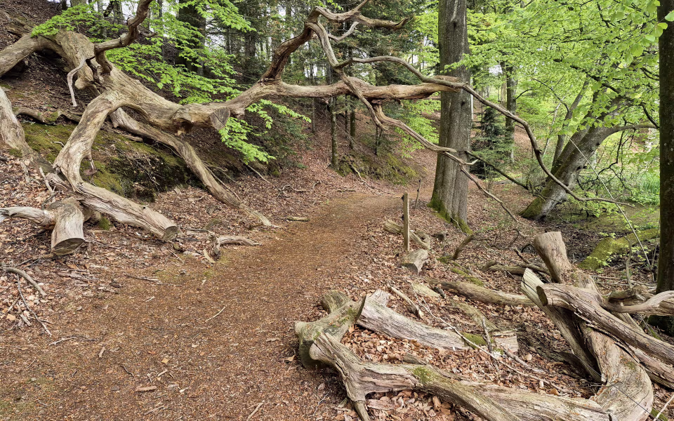 Langs Varde Å møder vandrere naturen på dens egne præmisser. Væltede træer er en del af livet i den urørte Nørholm Skov
