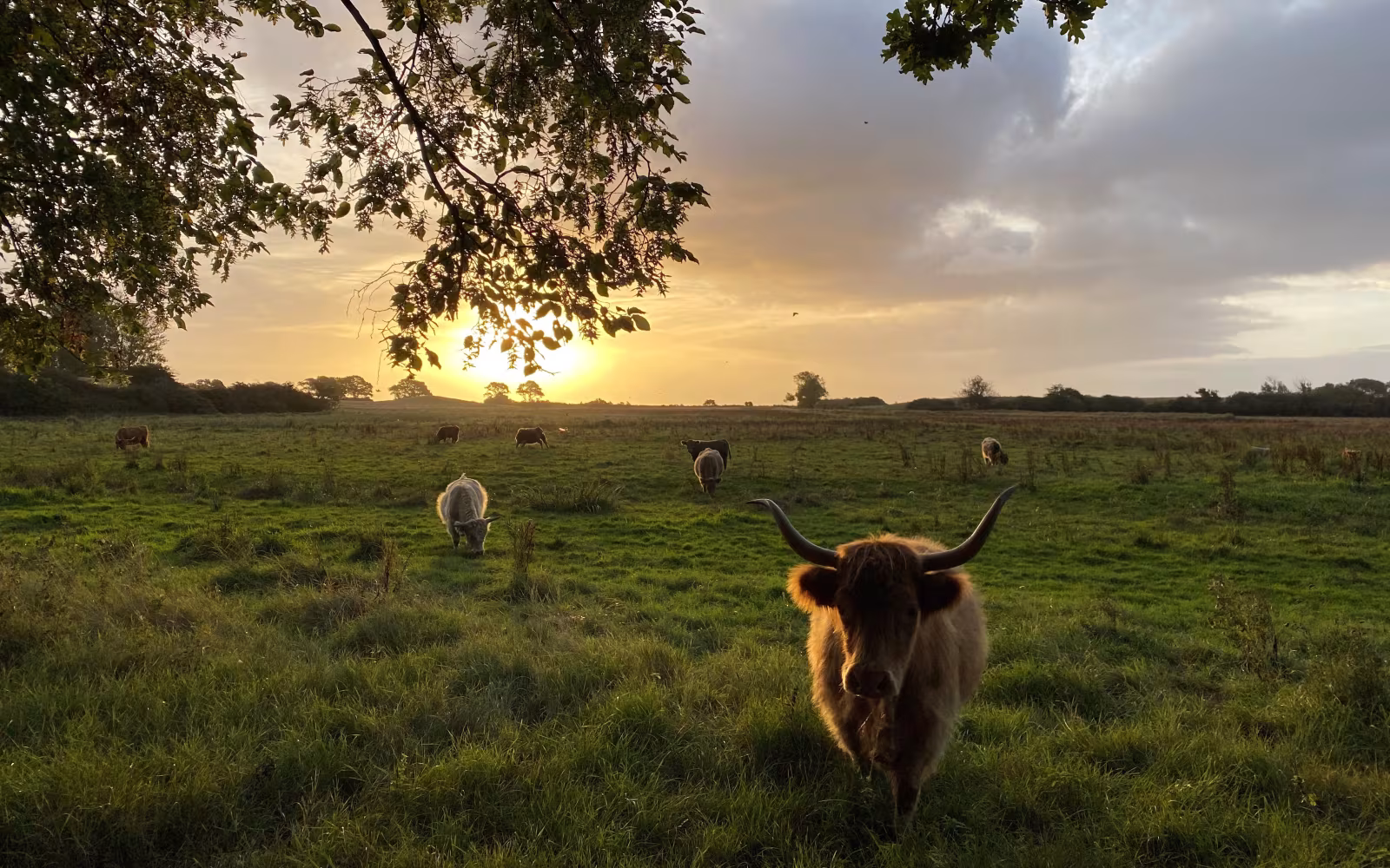 Højlandskvæg græsser på mark ved Skovsgaard Gods under hængende grene i solnedgang