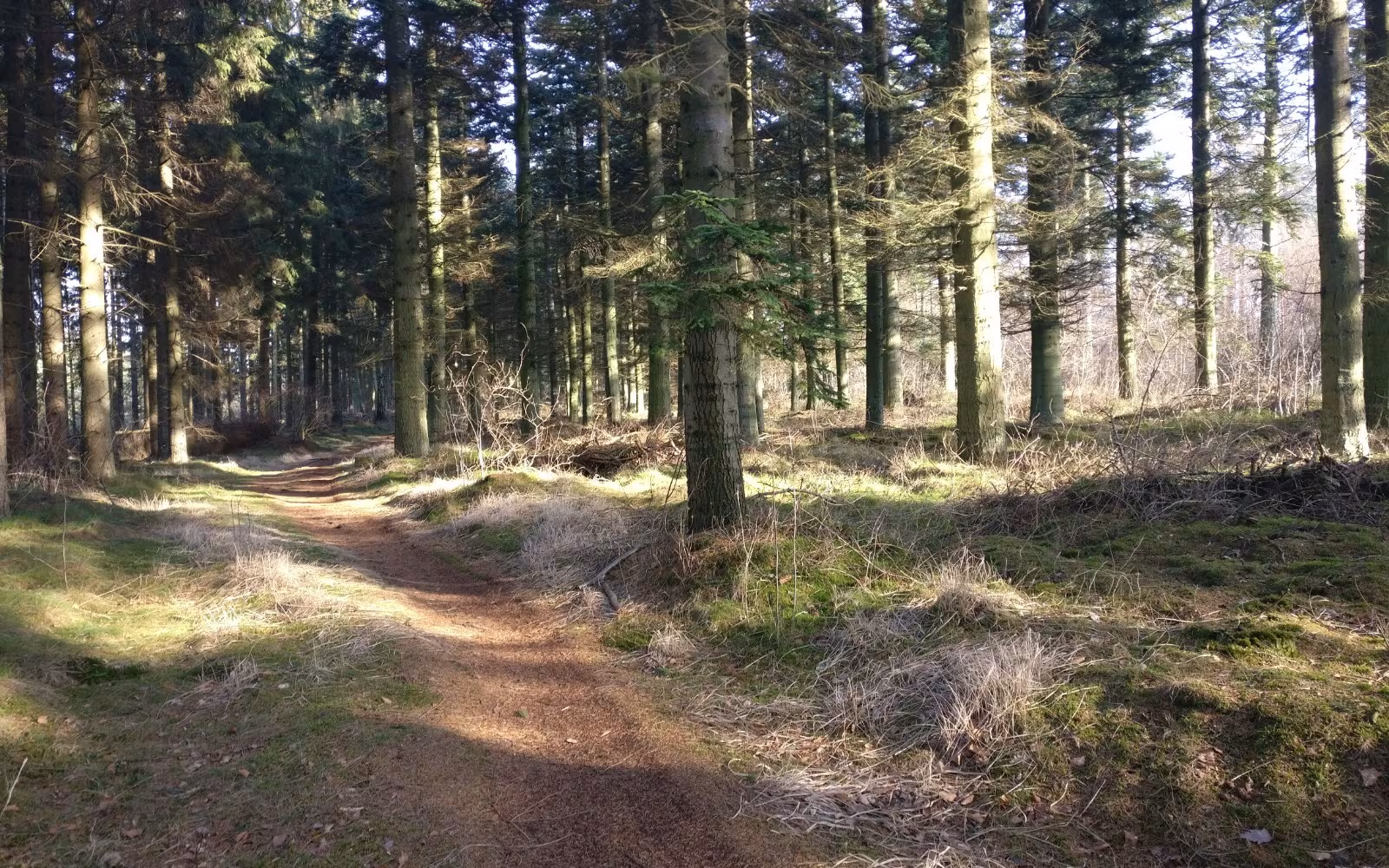 Skrikes Plantage - Den korte rute  (3,75km)