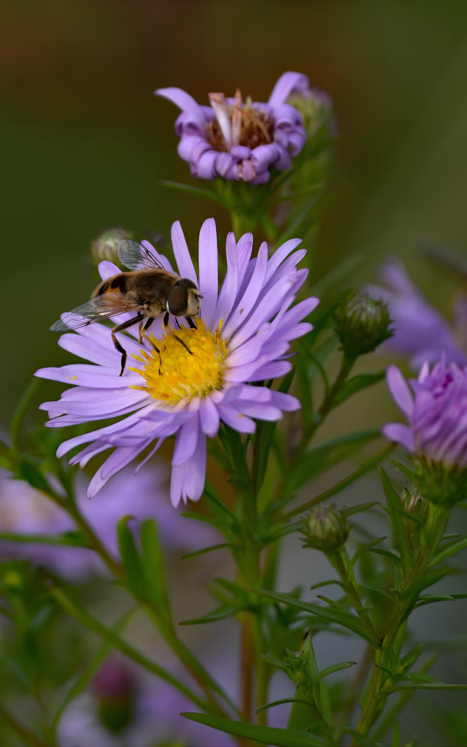 Svirreflue på lilla blomst ved Lønborg Hede