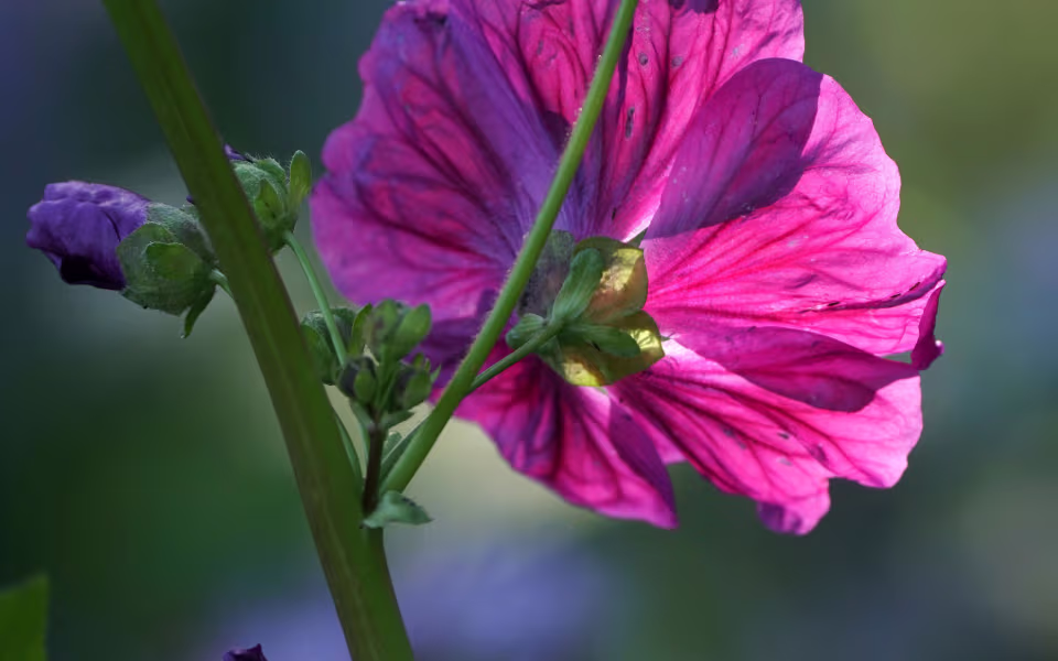 Blomstereng med vilde blomster i Skomagerens Have