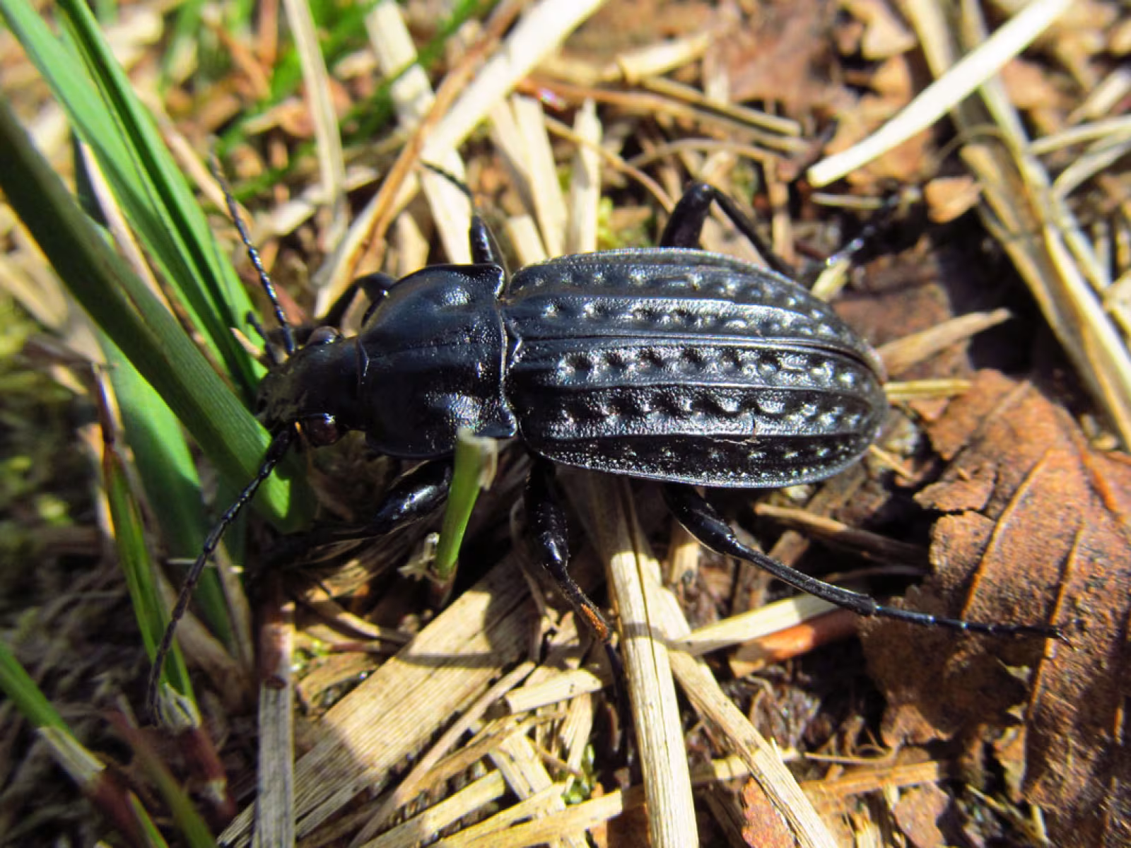 Dyndløber eller Carabus clathratus