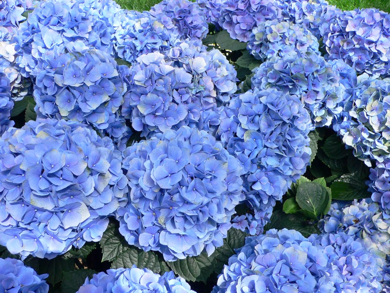 Hortensia - Hydrangea macrophylla